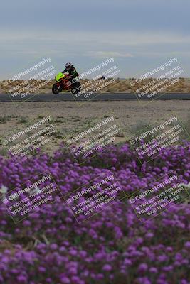 media/Jan-14-2023-SoCal Trackdays (Sat) [[497694156f]]/Turn 14 Exit Bloomig (145pm)/